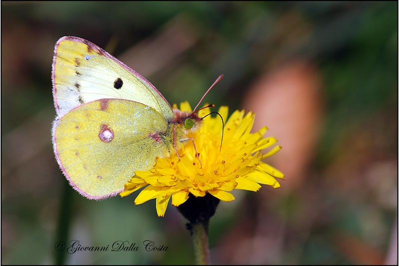 Colias palaeno  ?